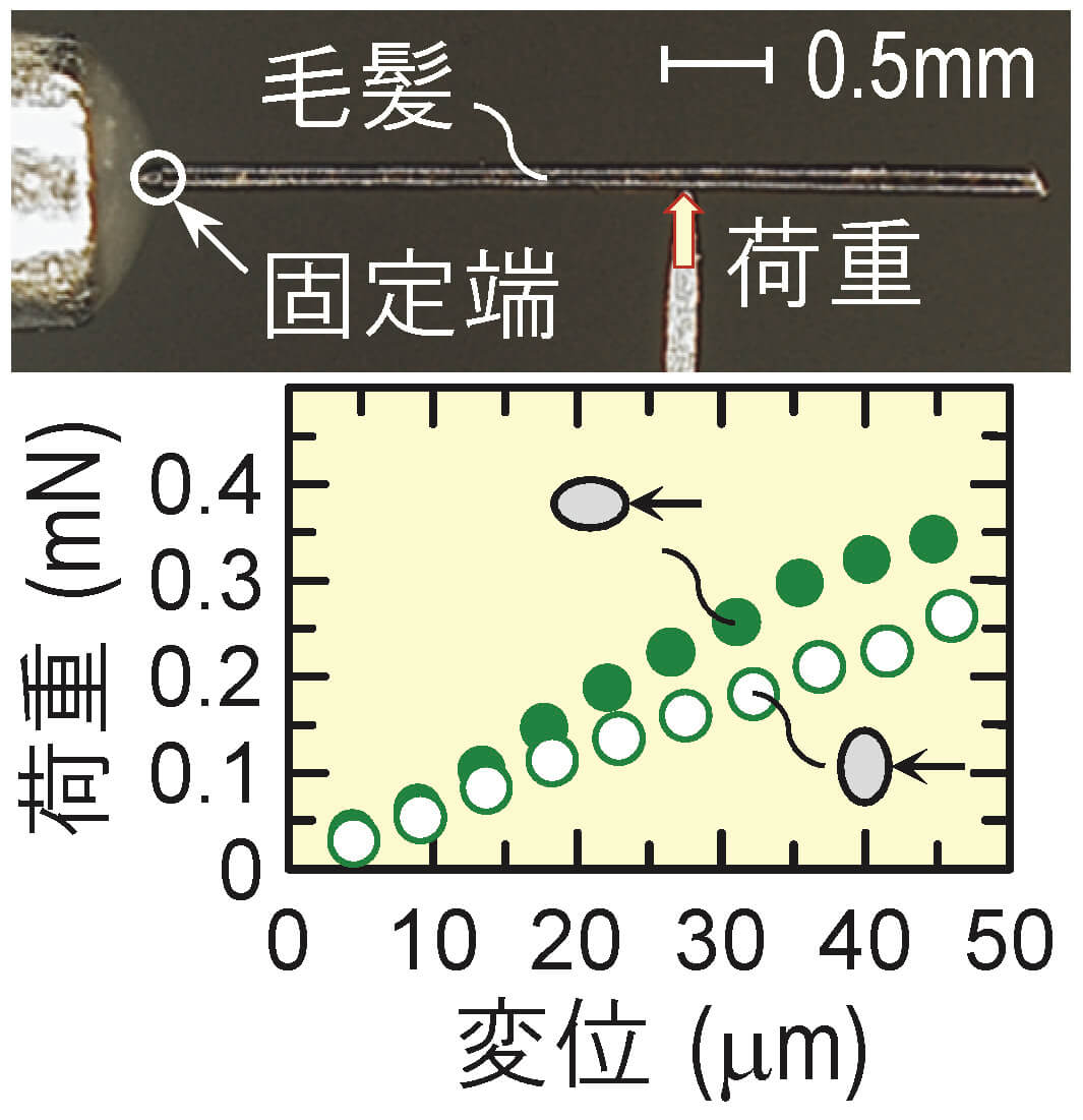 Tohmyoh & Kimura Lab. ／ Shirasu Lab.