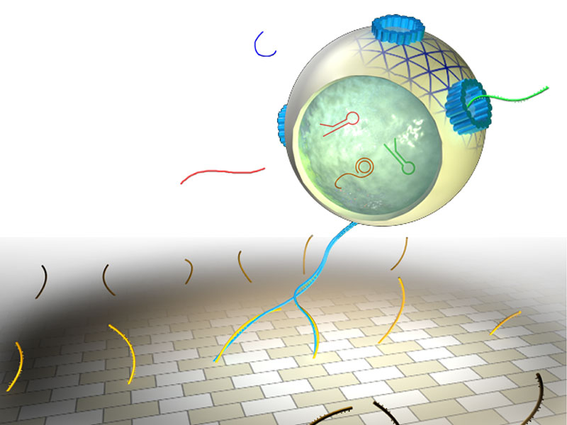 Murata Lab. ／ S.Nomura & Matsubayashi Lab.